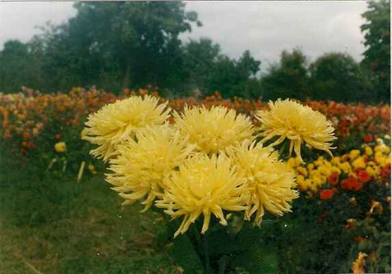 Gloriosa - výška rostliny/průměr květu v cm 100/15. Odrůdu vyšlechtil Dr. Miloš Gála.