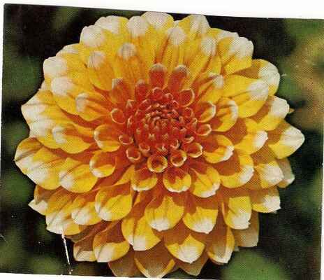 Princess Beatrix - výška rostliny/průměr květu v cm 110/14