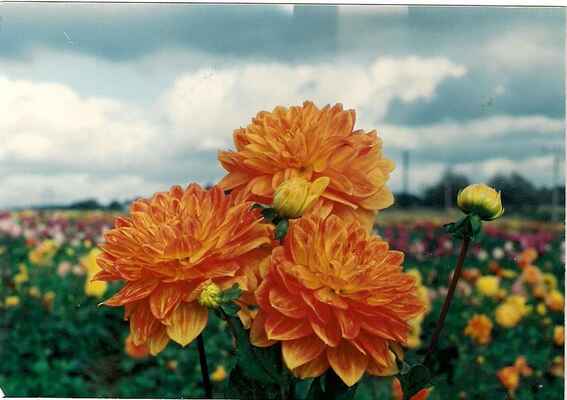 Erfurter Kupfergold - výška rostliny/průměr květi v cm 120/11